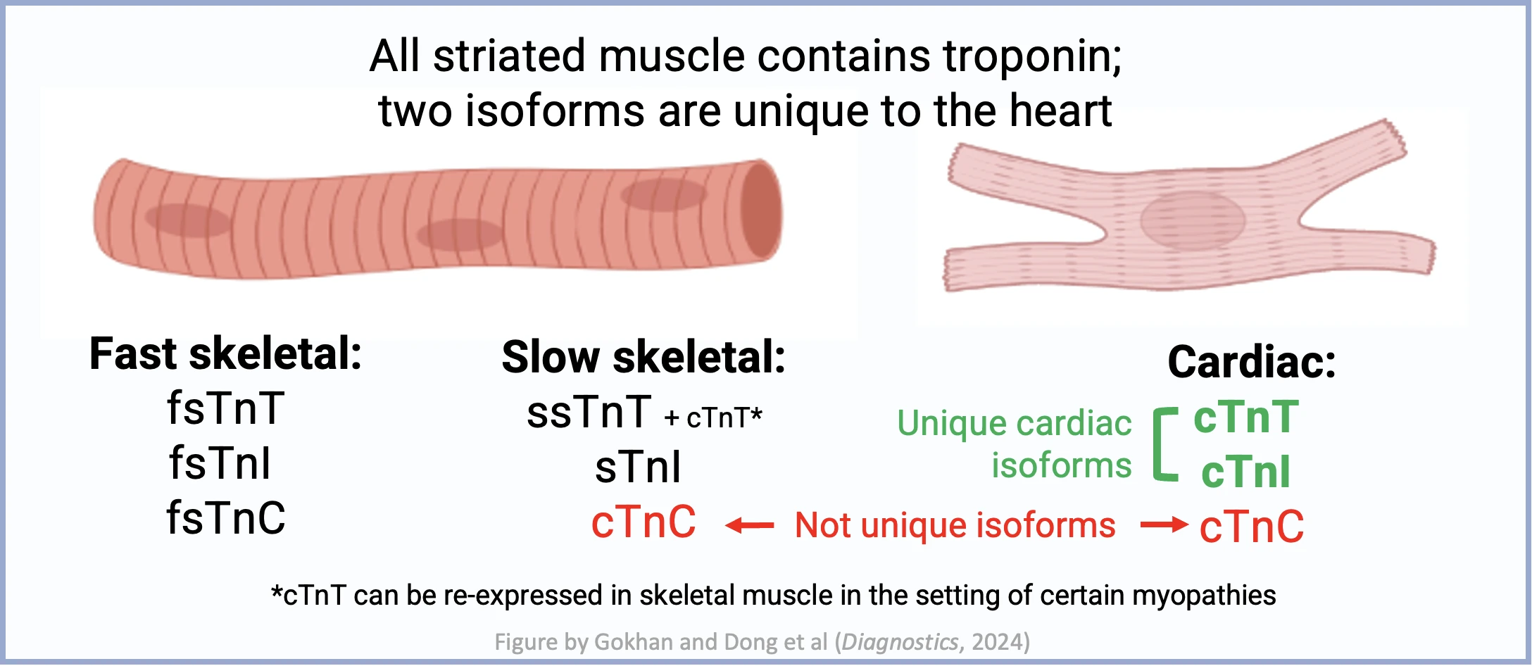 Troponin isoforms in fast skeletal, slow skeletal, and cardiac muscle