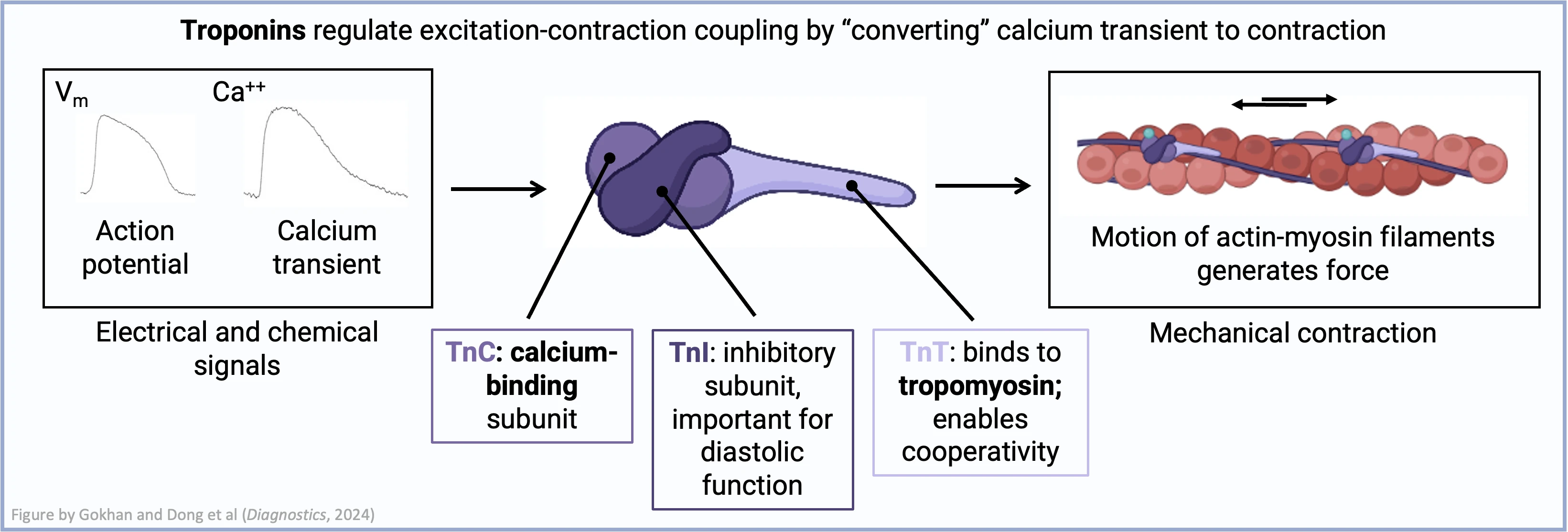 Troponin C, I, and T subunits and their role in excitation-contraction coupling
